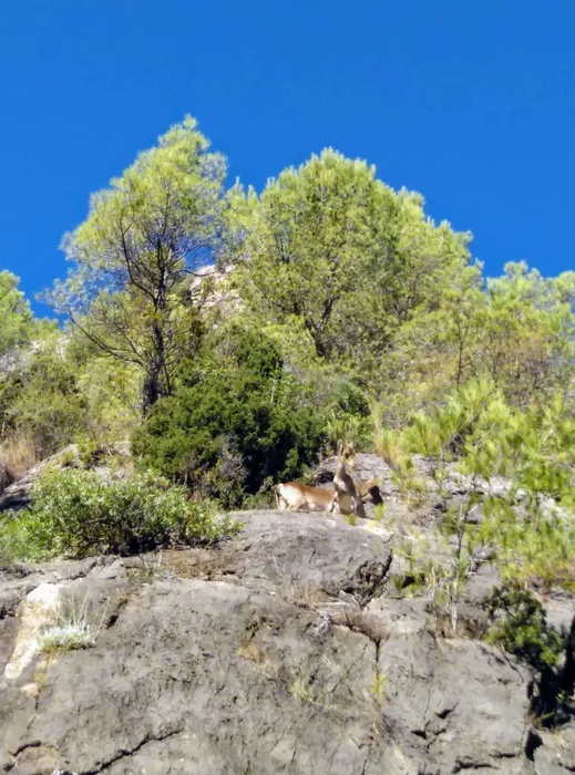 cabras sobre rocas en el entorno